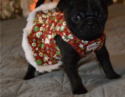 Pug puppy ready for rehoming