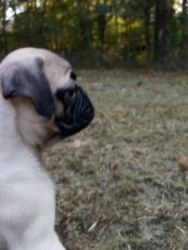 PUREBREED PUG PUPPIES FOR SALE