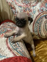 Pug puppies ready for new home they are beautiful full with love