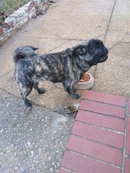 Baby pug for sale