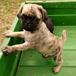 reverse brindle male pug puppy
