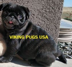 Black male 6 month Pug Ready Ready NOW. The price listed is for pet p