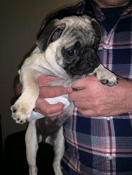 Puppy pugs for sale