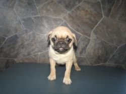 Pugs Puppys for sale