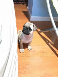 2 month old pug for sale!