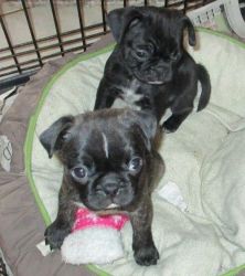 Home Raised Pug Puppies For Loving Homes