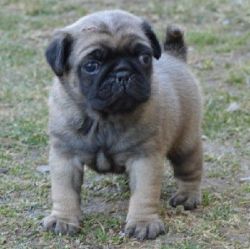 Sweet and Trained Pug Puppies Ready for sale