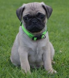 AKC Reg. Puppies of Pug Available