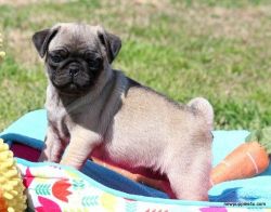 Cute Pug puppies girls and boys