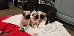 Pug Puppy Looking for Forever Home