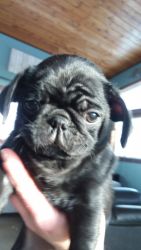 Pug puppies available now