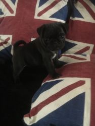 Adorable Kc Pedigree Pug Puppies Ready Now