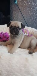 Vaccinatied,vet Checked, Microchipped Pug puppies