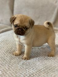 Choc Fawn Carrying Blue And Tan Pug Puppies Kc