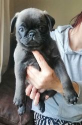 Only 4 Left Bautiful Pug Puppies Ready
