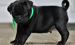 Black Pug Puppies Available for sale