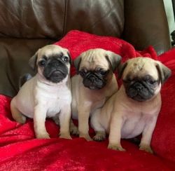 Pugs puppies now ready