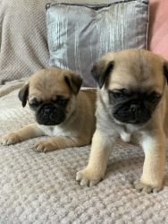 Precious Pug Puppies Looking For 5* Homes