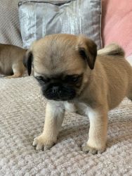 Gorgeous AKC registered chunky pug puppies Ready