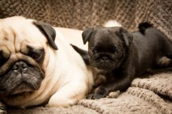 Stunning Fawn and Black Pug Puppies