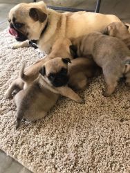 Cute Pug Boys/Girls For Adoption