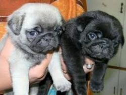 Family Raised Fawn Female and Black Male Pugs $500.00