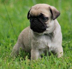 Lovely Fawn Pug puppies For sale