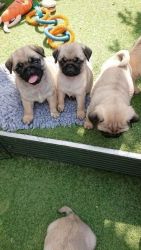 Akc registered Fawn Pug puppies