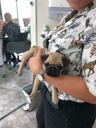 Home Raised Fawn Pug puppies For Sale