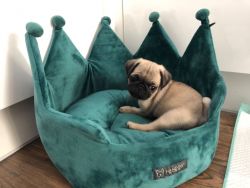 Akc Registered Pug puppies Available Now