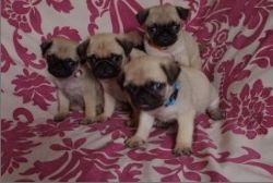 IF Your Thinking Of Buying A Pug Puppy