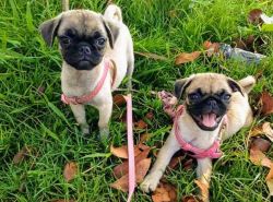 Friendly Fawn Pug puppies