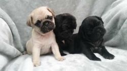 Purebred Pug Puppies Available