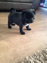 Lovely Black and Fawn Pug Puppies