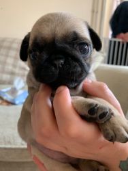Akc Reg Black and Fawn Pug Puppies