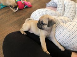 Friendly Black And Fawn Pug puppies