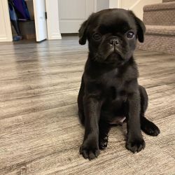 Adorable male and female pug puppies for sale