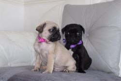 Akc Registered Pug Puppies For Lovely Homes