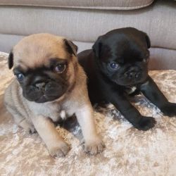 Health Tested Fawn Pug Puppies