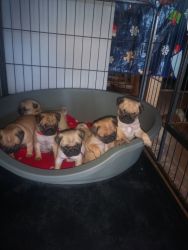 Lots of Loveable Pug Puppies
