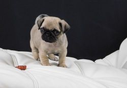 AKC Pug Puppies For Sale.