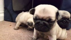 Looking for a pug puppy