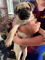 Cute Fawn Pug Puppies with Excellent Temperament