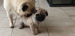 Super Cute Black And Fawn Pug Puppies