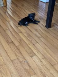 Male puppy pug looking for new home