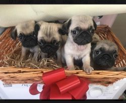 Lovely Fawn Pug Puppies