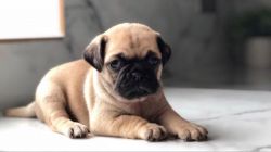 Cute fawn and black pug puppies