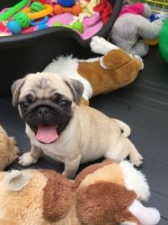 Adorable Fawn Pug Puppies