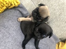 Adorable Pug Puppies For Sale