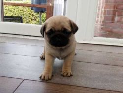 Cheerful and Sweet Pug Puppies